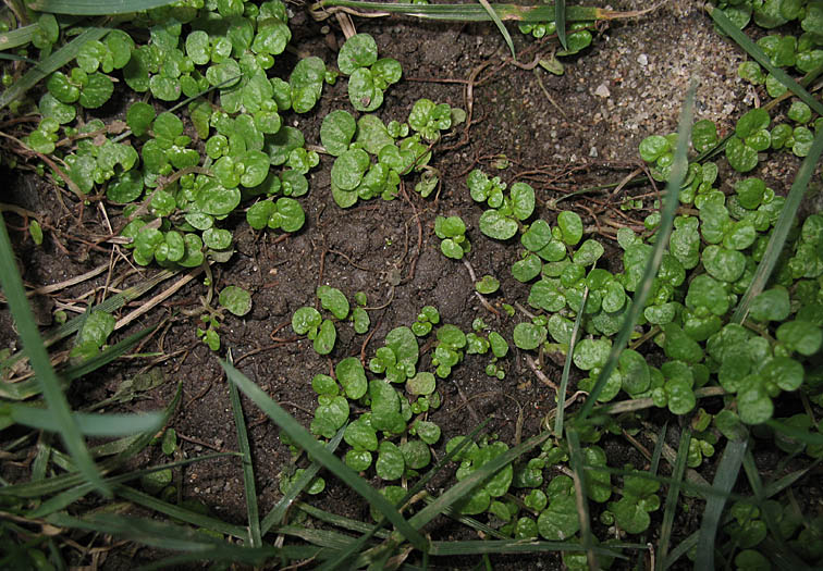 Detailed Picture 5 of Soleirolia soleirolii