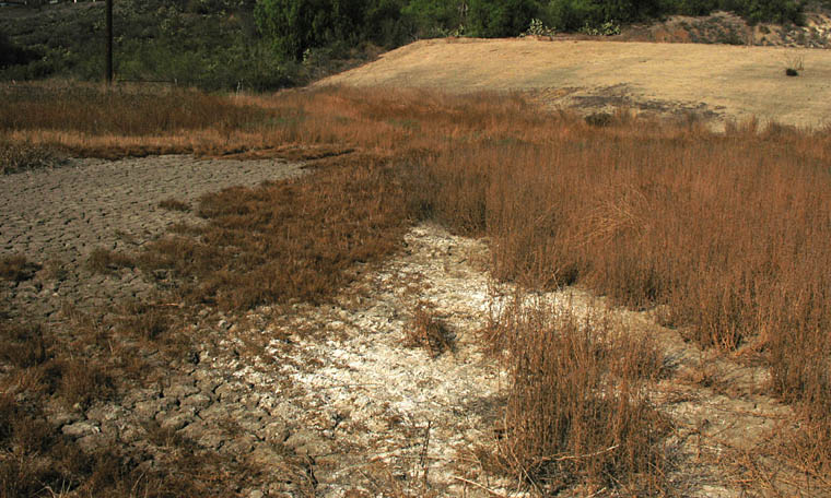 Detailed Picture 7 of Centromadia parryi