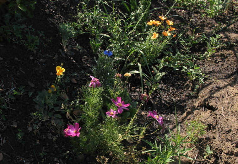 Detailed Picture 5 of Centaurea cyanus