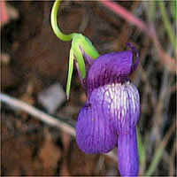 Thumbnail Picture of Twining Snapdragon