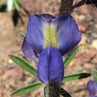 Thumbnail Picture of Coulter's Lupine