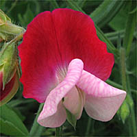 Thumbnail Picture of Lathyrus odoratus