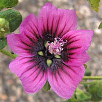 Thumbnail Picture of Malva arborea