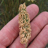 Thumbnail Picture of Phalaris aquatica