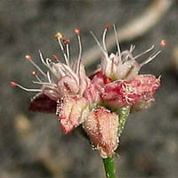 Thumbnail Picture of Anglestem Buckwheat