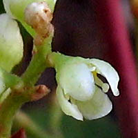 Thumbnail Picture of Brazilian Pepper Tree