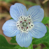 Thumbnail Picture of Baby Blue-eyes
