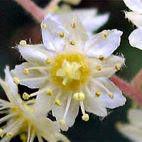 Thumbnail Picture of Holodiscus discolor var. discolor