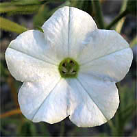 Thumbnail Picture of Manyflower Tobacco
