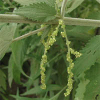 Thumbnail Picture of Hoary Nettle