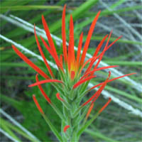 Thumbnail Picture of Castilleja minor ssp. spiralis