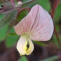 Thumbnail Picture of Acmispon americanus var. americanus