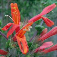 Thumbnail Picture of Keckiella cordifolia