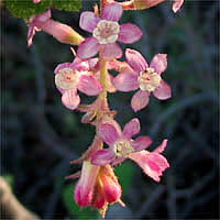 Thumbnail Picture of Chaparral Currant