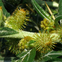 Thumbnail Picture of Xanthium spinosum