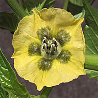 Thumbnail Picture of Tomatillo