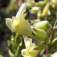 Thumbnail Picture of Santa Barbara Locoweed
