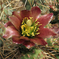 Thumbnail Picture of Cylindropuntia prolifera
