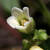 Thumbnail Picture of Indian Hemp