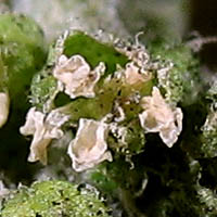 Thumbnail Picture of Cut-leaved Goosefoot