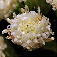 Thumbnail Picture of Salt Marsh Baccharis