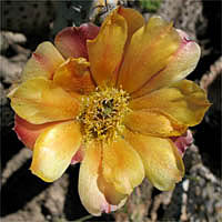 Thumbnail Picture of Prickly Pear