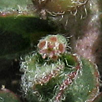 Thumbnail Picture of Prostrate Sandmat