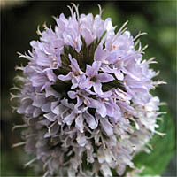 Thumbnail Picture of Peppermint