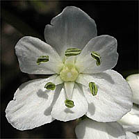 Thumbnail Picture of Naples Garlic