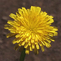 Thumbnail Picture of Perennial Cat's Ear