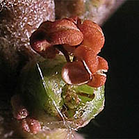 Thumbnail Picture of Morella californica