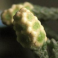 Thumbnail Picture of Arizona Cypress