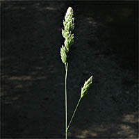 Thumbnail Picture of Dactylis glomerata