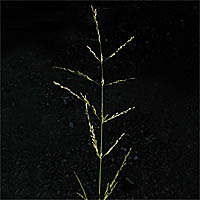 Thumbnail Picture of Melica imperfecta