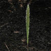 Thumbnail Picture of Gastridium phleoides