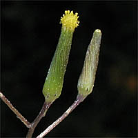 Thumbnail Picture of Cotton Fireweed