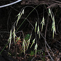 Thumbnail Picture of Bromus pseudolaevipes