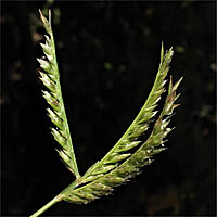 Thumbnail Picture of Eleusine indica