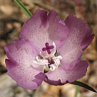 Thumbnail Picture of Large Godetia