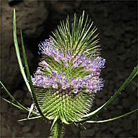 Thumbnail Picture of Dipsacus fullonum