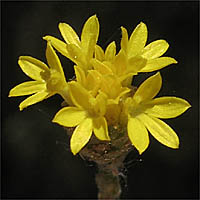 Thumbnail Picture of Lessingia glandulifera