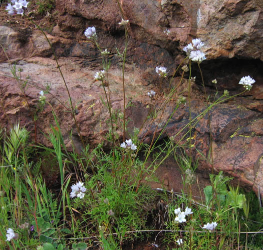 Detailed Picture 5 of Globe Gilia