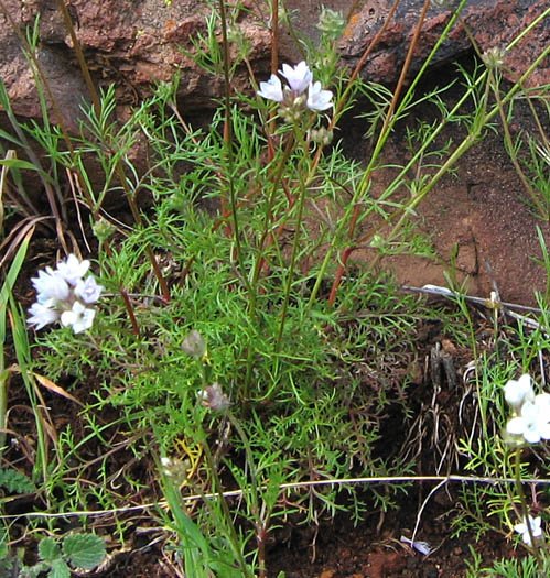 Detailed Picture 6 of Globe Gilia