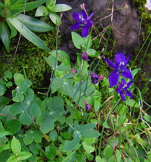 Detailed Picture 5 of Blue Larkspur