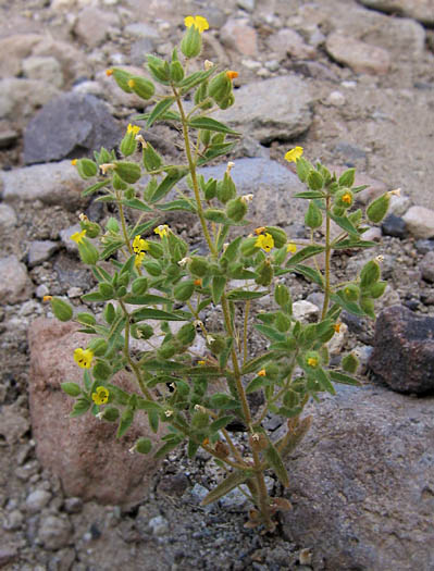 Detailed Picture 3 of Downy Monkey Flower