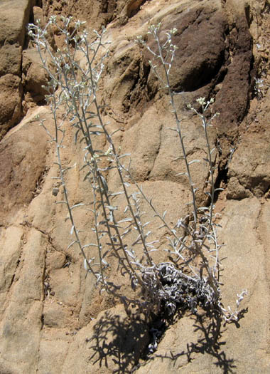 Detailed Picture 4 of Felt-leaf Everlasting