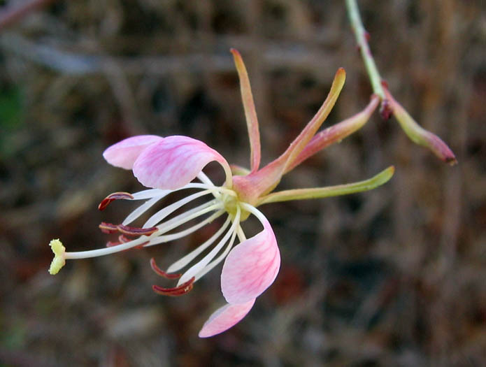 Detailed Picture 2 of Scarlet Beeblossom