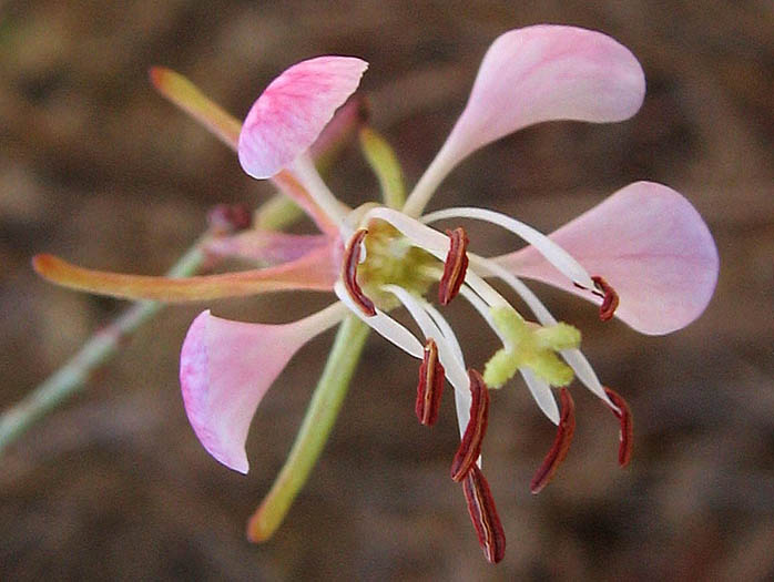 Detailed Picture 1 of Scarlet Beeblossom