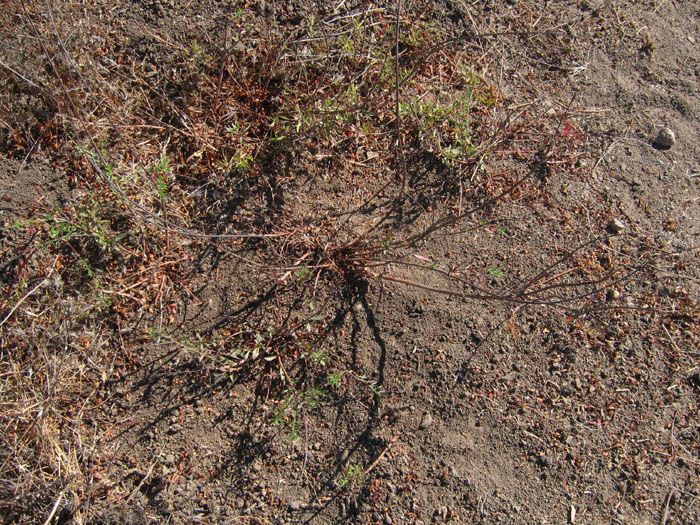 Detailed Picture 5 of Scarlet Beeblossom