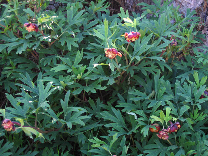Detailed Picture 3 of California Peony